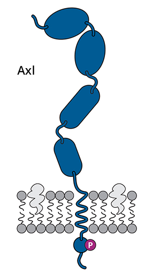 ADCT-601 Targeting AXL, Diagram