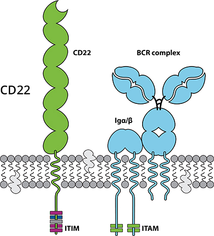 ADCT-602 targets CD22, Diagram