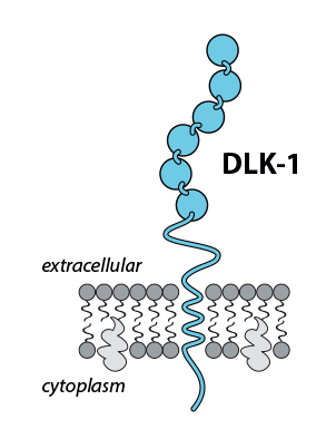 ADCT-701 Targeting DLK-1, Diagram